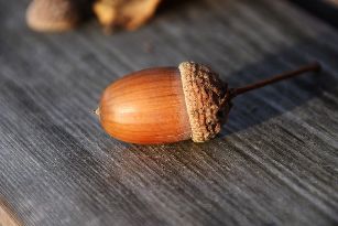 Vill Gléck acorn