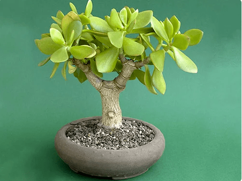 DIY TIMISMAN
