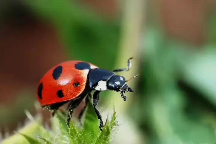 Vill Gléck Amulett - Ladybug